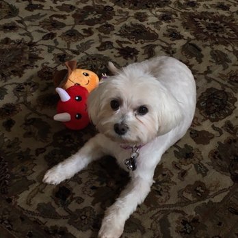 PetSmart - Squeaky clean thanks to Leticia. She's the best. - Pet Training Near Me - Houston, Texas