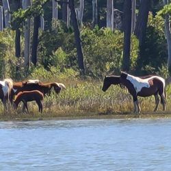 Assateague Adventures - Chincoteague Ponys