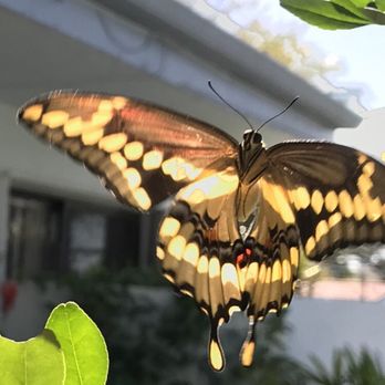 Florida Nursery Mart - 76 Photos & 34 Reviews - Landscaping - 10900