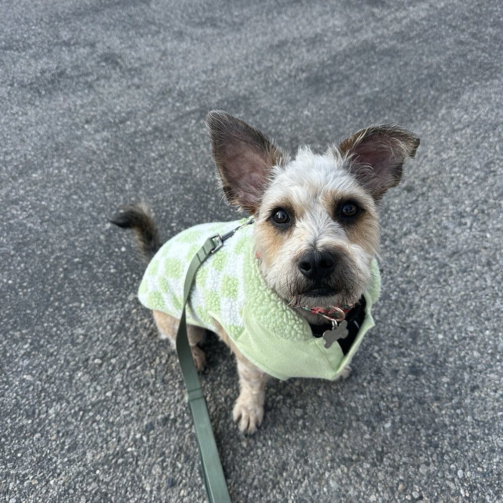 Cali Pets - Frankie After - Pet Groomers Near Me