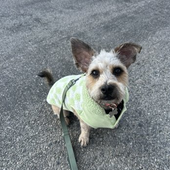 Cali Pets - Frankie After - Pet Groomers Near Me