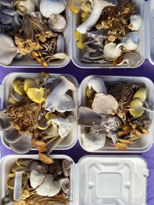 City Park Farmers Market by null