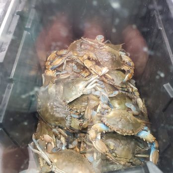 Marie's Seafood - a large crab in a container - Seafood Markets Near Me - Port Arthur, Texas Marie's Seafood - a large crab in a container - Seafood Markets Near Me - Port Arthur, Texas
