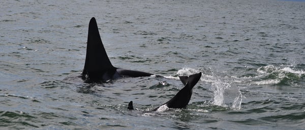 Steveston Seabreeze Adventures Vancouver by null