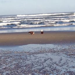 Eagles on the beach