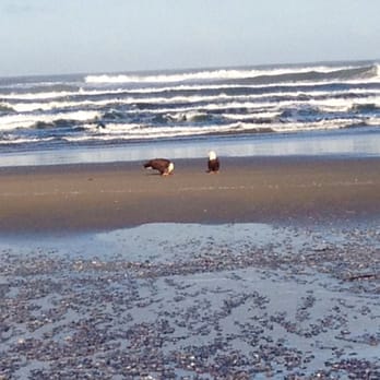 Manzanita Beach - Eagles on the beach - Parks Near Me