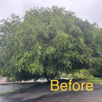 Vista Del Rey Tree Services - Tree Services Near Me - Vista, California Vista Del Rey Tree Services - Tree Services Near Me - Vista, California