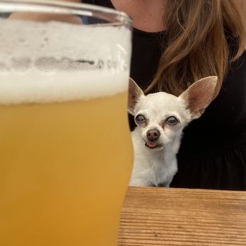 Cooperage Brewing Company - Tropical IPA - Breweries Near Me - Santa Rosa, California