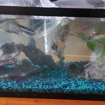 Pet Club - The only ones that survived were the big black fish on the left and the other fish on the right. - Pet Stores Near Me - Hayward, California
