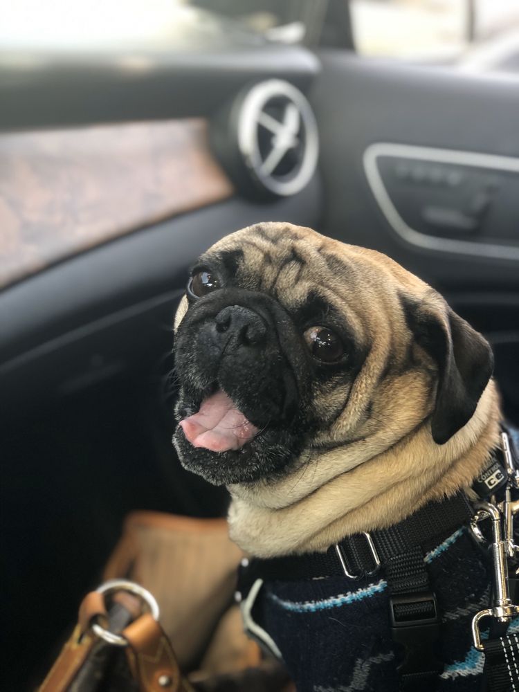 PET PARADISE GROOMING 62 Photos & 103 Reviews 1818 Colfax St