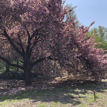 Brooklyn Botanic Garden - May 2019 - Botanical Gardens Near Me - Brooklyn, New York Brooklyn Botanic Garden - May 2019 - Botanical Gardens Near Me - Brooklyn, New York
