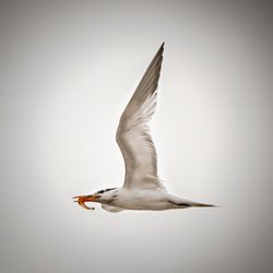 Fort Fisher State Recreation Area