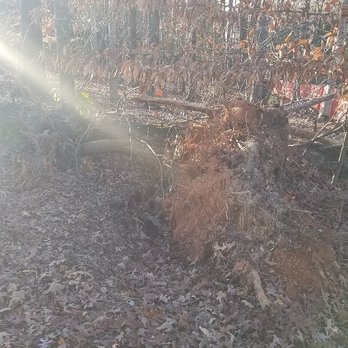 Chompers Stump Removal - a tree that has fallen down - Tree Services Near Me - Cumming, Georgia