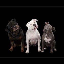 Apple Video & Photography Studio - Pet photography