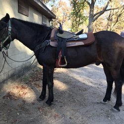 Jackson, the horse I was riding.