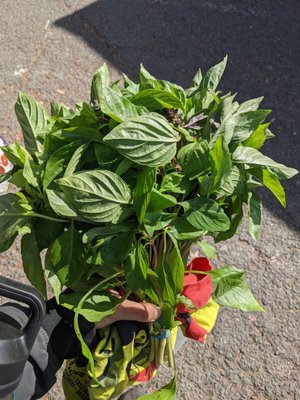 Stonestown Farmers Market by null