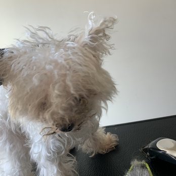 Wagswag Grooming - Matts require an additional fee - Pet Groomers Near Me - Newark, New York Wagswag Grooming - Matts require an additional fee - Pet Groomers Near Me - Newark, New York