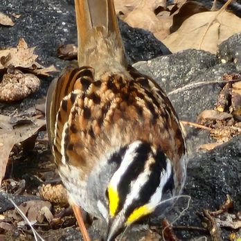Central Park Conservancy - White-throated sparrow - Parks Near Me - New York, New York Central Park Conservancy - White-throated sparrow - Parks Near Me - New York, New York