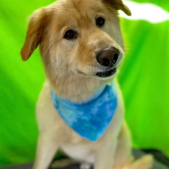 MC Groomer - Ziggy lab/Chow - Pet Groomers Near Me MC Groomer - Ziggy lab/Chow - Pet Groomers Near Me