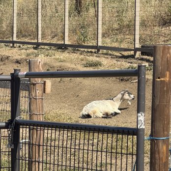 Clayton Valley Farms - Goat - Kids Activities Near Me - Clayton, California