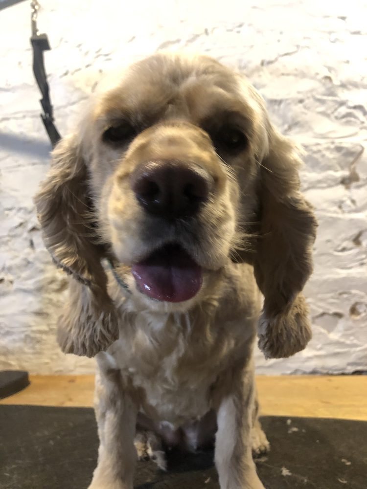 MELS PET GROOMING Updated August 2024 303 Lodi St, Lodi, Wisconsin Pet Groomers Phone