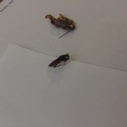 Days Inn Sonora Devils River - Room comes with friends! What a deal!!! Heres a shot of the crushed cockroach that stuck to my ankle when I kneeled by my bed!