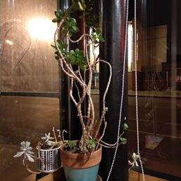 Counter seating at the window. Love these plants! See how the shorter one is peeking around on the right?!