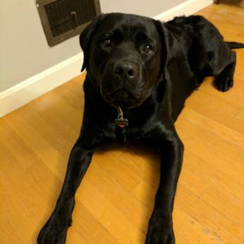 The Houndstooth - We will definitely be on Kathryn's regular grooming schedule. She did an excellent job with our year old 85 lb lab! - Pet Groomers Near Me