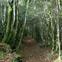 Photo of Bois du Névet
