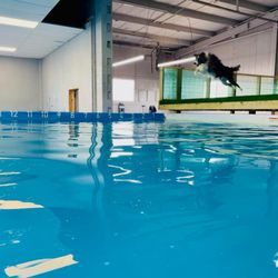 Doggieland Play Park Aquatics
