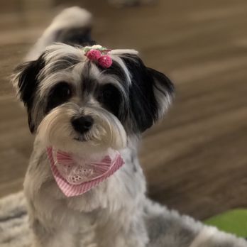 Dazzling Pup - Pet Groomers Near Me - San Gabriel, California Dazzling Pup - Pet Groomers Near Me - San Gabriel, California