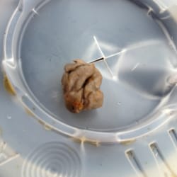 McDonald's - Looks a bit brown, still has some salt on it.
