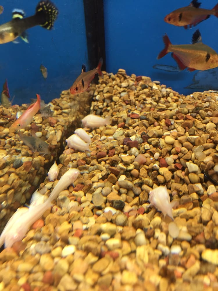 Petco 60 Photos 124 Reviews Pet Stores 886 Blossom Hill Rd