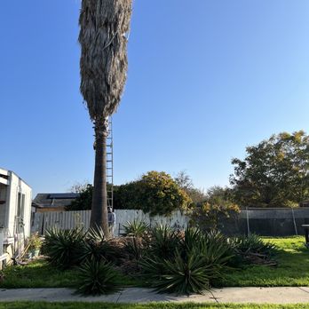 Chavez Tree Service - Tree Services Near Me - Tracy, California Chavez Tree Service - Tree Services Near Me - Tracy, California