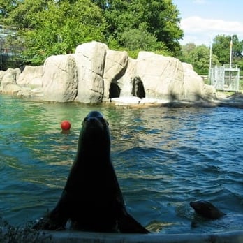 Bronx Zoo - Friendly seal - Zoos Near Me - Bronx, New York