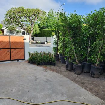 Sunset Tree Works - a lot of trees in pots - Landscaping Near Me Sunset Tree Works - a lot of trees in pots - Landscaping Near Me