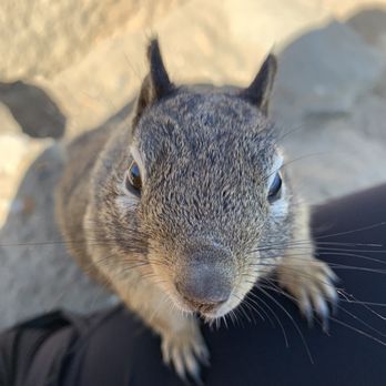 Morro Bay Rock - Friendly squirrels of Morro baby - Beaches Near Me - Morro Bay, California Morro Bay Rock - Friendly squirrels of Morro baby - Beaches Near Me - Morro Bay, California