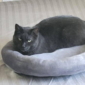 Phoenix Dog Cat Bird Hospital - Look at her out from under the bed, soooo kewt! - Veterinarians Near Me - Phoenix, Arizona Phoenix Dog Cat Bird Hospital - Look at her out from under the bed, soooo kewt! - Veterinarians Near Me - Phoenix, Arizona