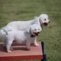 Elmo & Rosalea Marrs Memorial Dog Park