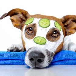 Happy Paws Stay & Play - Grooming available