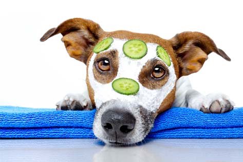 Happy Paws Stay & Play - pet boarding facility in Cincinnati, OH