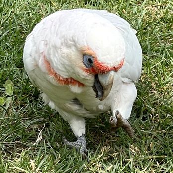 Indianapolis Zoo - Zoos Near Me - Indianapolis, Indiana Indianapolis Zoo - Zoos Near Me - Indianapolis, Indiana