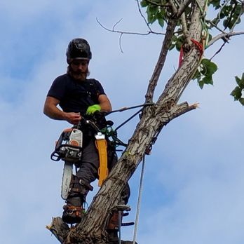 Scapekeepers Tree & Landscape - Cottonwood removal - Tree Services Near Me - Haslet, Texas Scapekeepers Tree & Landscape - Cottonwood removal - Tree Services Near Me - Haslet, Texas