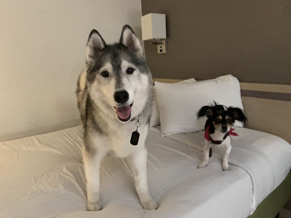 DOG LOVERS GROOMING 35 Photos 3020 Trawood Dr, El Paso, TX Yelp