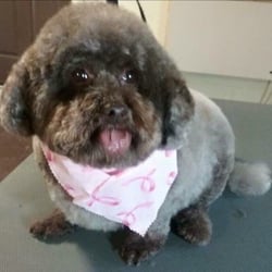 Tammy's Grooming Salon