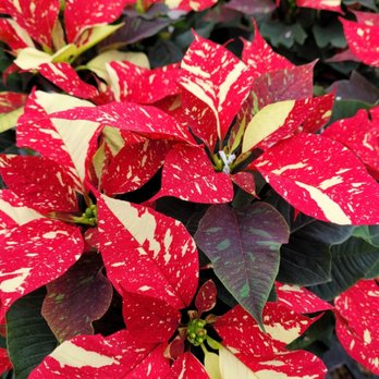 Marcum's Nursery - Poinsettias - Nurseries & Gardening Near Me - Ardmore, Oklahoma