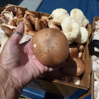 Mountain Meadow Mushrooms - look at the size of that portobello - Specialty Food Near Me - Escondido, California Mountain Meadow Mushrooms - look at the size of that portobello - Specialty Food Near Me - Escondido, California