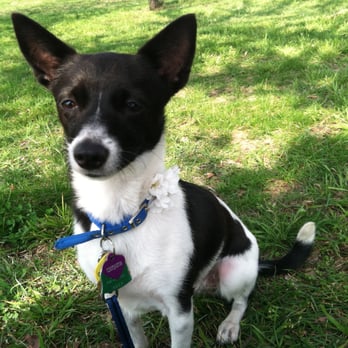 Zen Dog Training - Pet Training Near Me - Brooklyn, New York