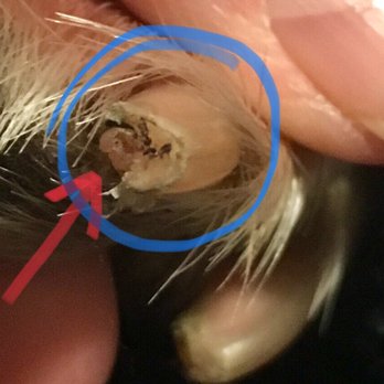 Bow-Wow Boutique - Severely clipped toenail. You can see the large amount of tissue that was removed. Bled x 2 days. - Pet Groomers Near Me - Cincinnati, Ohio Bow-Wow Boutique - Severely clipped toenail. You can see the large amount of tissue that was removed. Bled x 2 days. - Pet Groomers Near Me - Cincinnati, Ohio