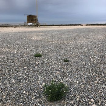 Horizon Pest Control - Only three weeds after a full year. Total bare ground weed spray treatments. - Pest Control Near Me - Carlsbad, New Mexico Horizon Pest Control - Only three weeds after a full year. Total bare ground weed spray treatments. - Pest Control Near Me - Carlsbad, New Mexico